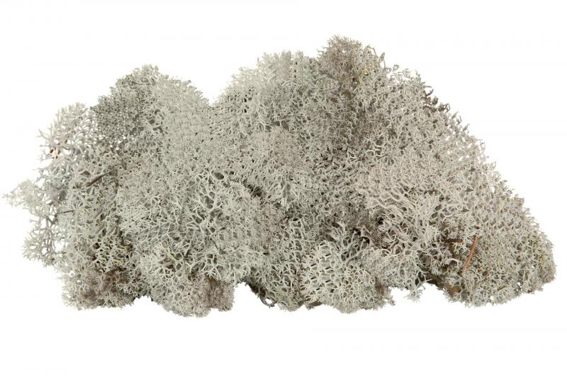 Jul div. Mose Hvitmose Flammesikker Grå 500g