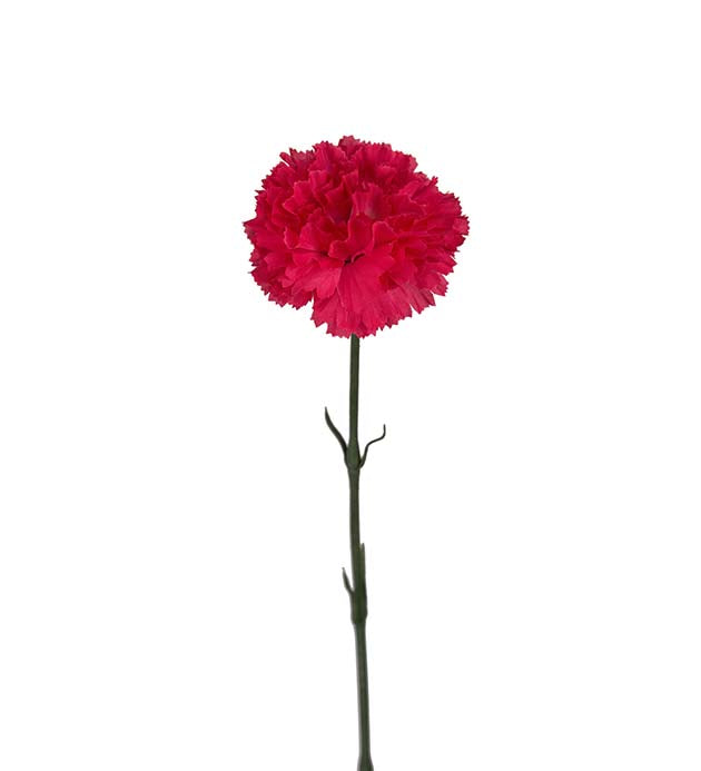 Kunstig Nellik 55 cm SALG