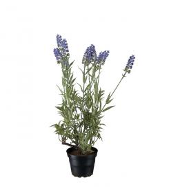 Kunstig Lavendel 45 cm , hemmetshjarta.no