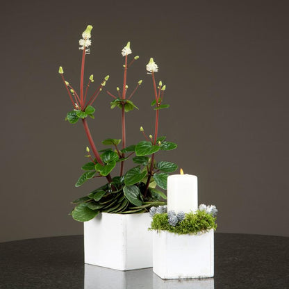 Blomsterpotte Blomsterkrukke - Antikk hvit 2-pack SALG