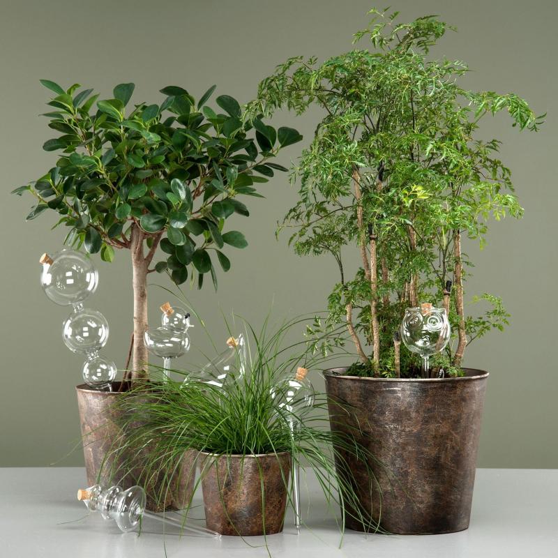 Bevanningsglass planter And 9x25cm SALG