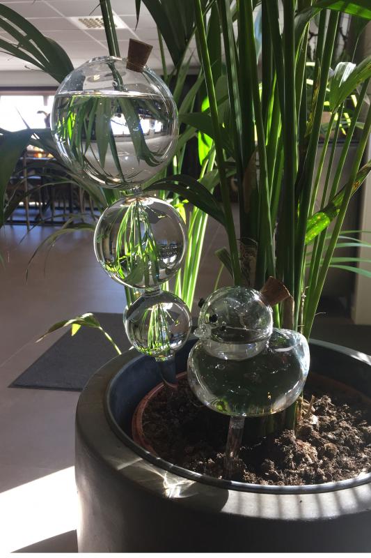 Bevanningsglass planter And 9x25cm SALG